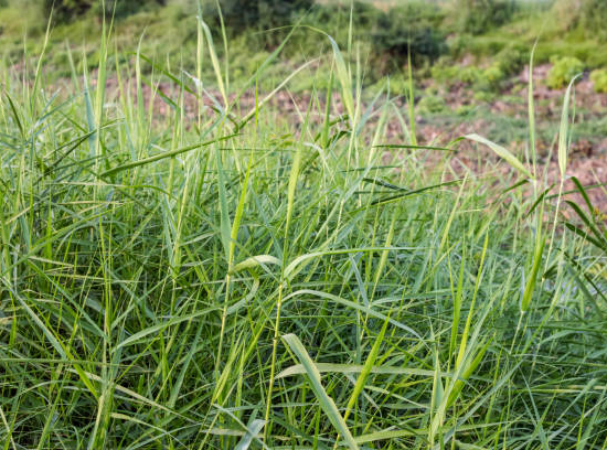 Miscanthe, MISCANTHUS sinensis, herbe à éléphant, roseau de chine