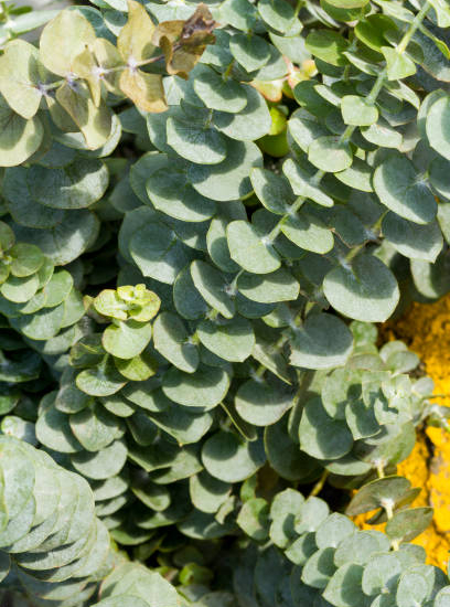 Eucalyptus à feuilles rondes 'Sylverana'