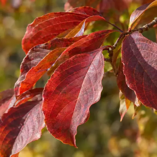 Cornouiller du japon 'Sluis slim' (Cornus kousa) — gros plan sur feuilles rouges nervurées