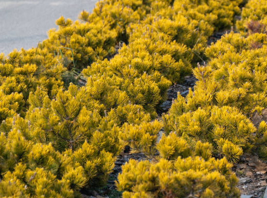 Pin de montagne 'Carsten s wintergold'