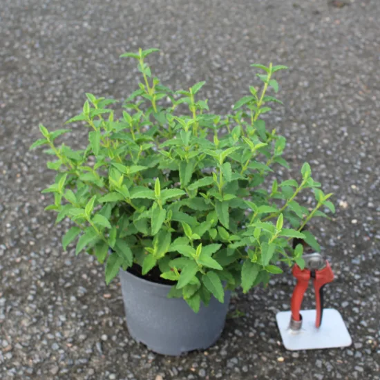 Ciste pourpre (Cistus purpureus) — jeune arbuste vert en pot plastique gris · Pot 3L