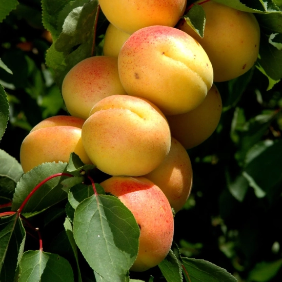 Pluot 'Cot n'candy'
