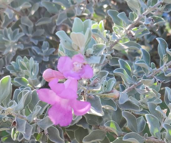 Sauge du désert 'Silver cloud'