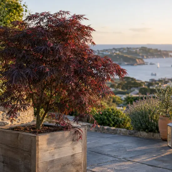 Érable du japon 'Black lace' (Acer palmatum) — arbuste au feuillage fin dans grand bac bois