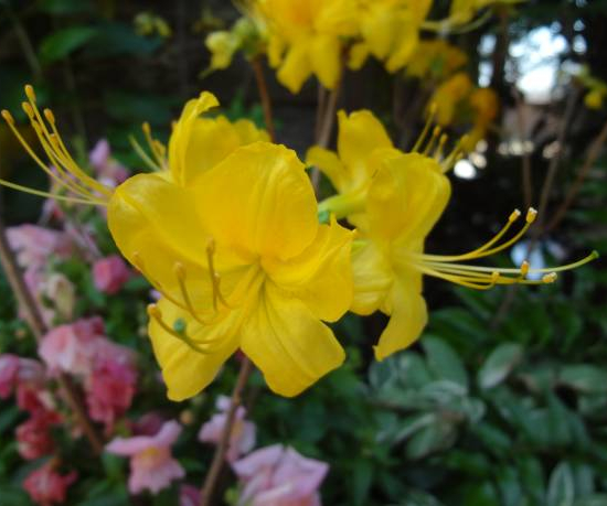 Azalée de chine 'Harvest moon jaune'