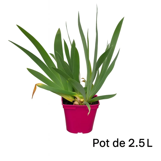 Iris d'allemagne 'Red at night rouge'