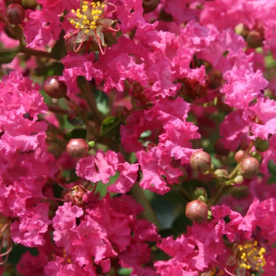 Lilas des indes 'Yang tse'