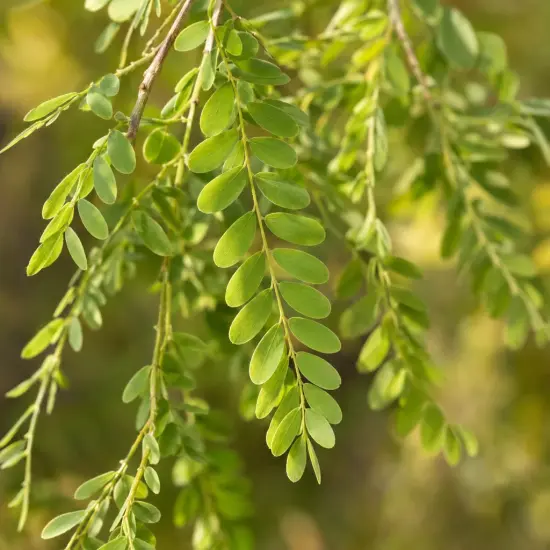 Caraganier de sibérie 'Pendula' (Caragana arborescens) — rameaux souples avec petits folioles verts ovales