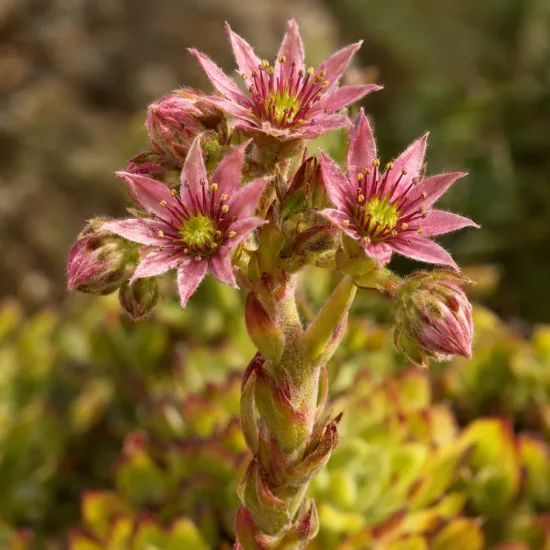 Joubarbe à rosette jaune orangé 'Gold nugget' (Sempervivum) — grappe de fleurs étoilées roses en gros plan · Photo d'illustration