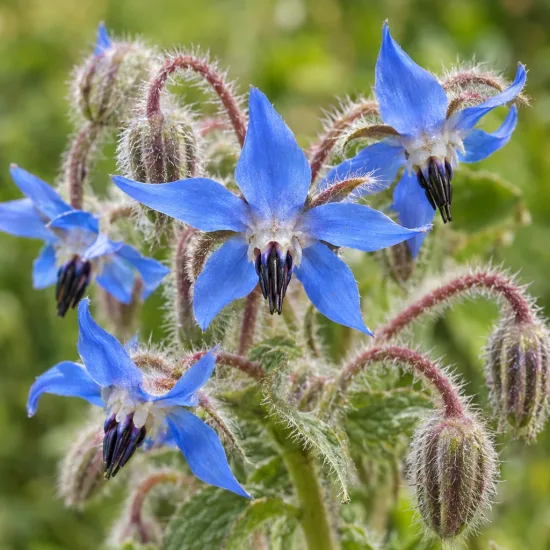Bourrache officinale (Borago officinalis) — Photo d'illustration