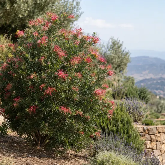 Grevillea (Grevillea rosmarinifolia) — grand arbuste fleuri sur talus de jardin