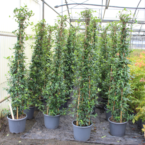 Faux-jasmin 'Select'