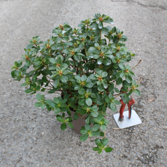 Azalée japonaise 'Hino crimson rouge'