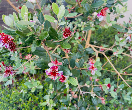 Feijoa. goyavier du brésil 'Gemini'