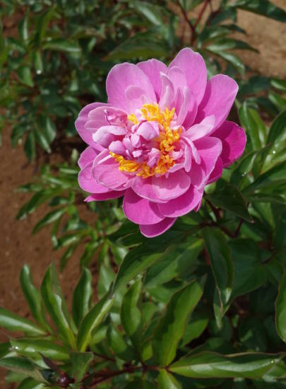 Pivoine 'Birthday rose'