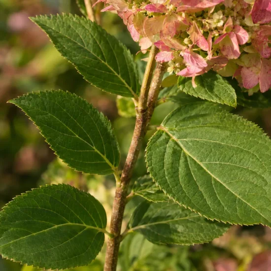 Hortensia paniculé 'Pink et rose' (Hydrangea paniculata) — Photo d'illustration, photo 4