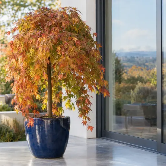 Érable du japon 'Emerald' (Acer) — arbre décoratif en pot bleu sur terrasse