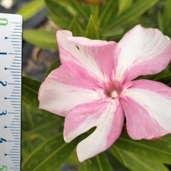 Laurier rose 'Simie'