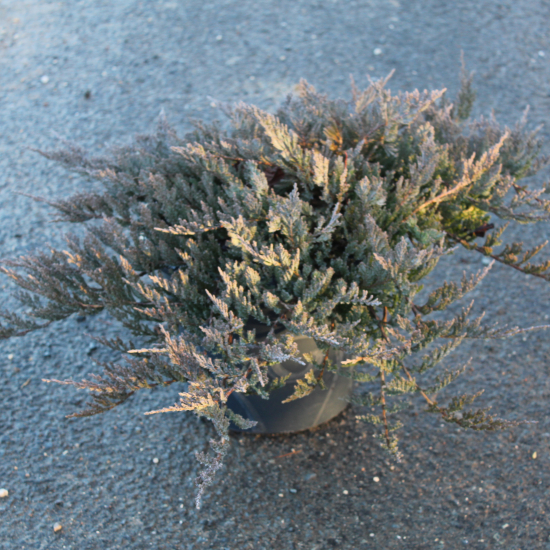 Genévrier rampant 'blue chip'