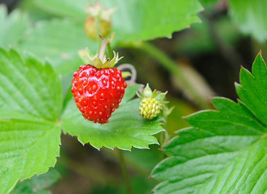 Fraisier 'Reine des vallees'