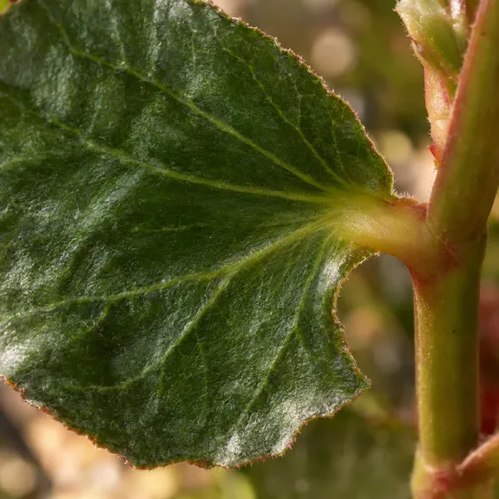 Bégonia tubéreux 'Prima donna clair de lune' (Begonia) — gros plan sur une feuille verte nervurée · Photo d'illustration