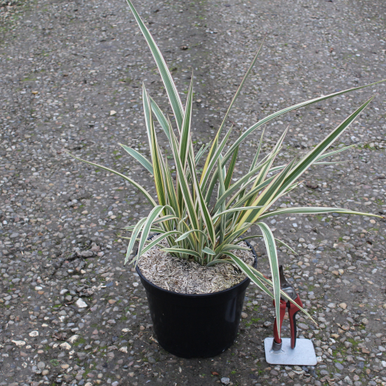 Lin de nouvelle-zélande 'Tricolor'