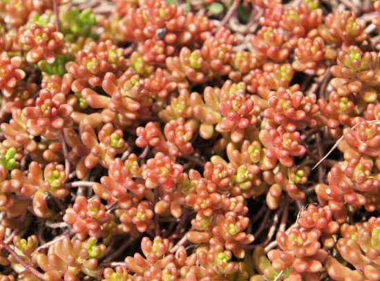 Orpin/sedum  'album coral carpet'