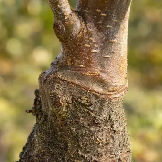 Pommier 'M26' (Malus domestica) — gros plan sur point de greffe du tronc