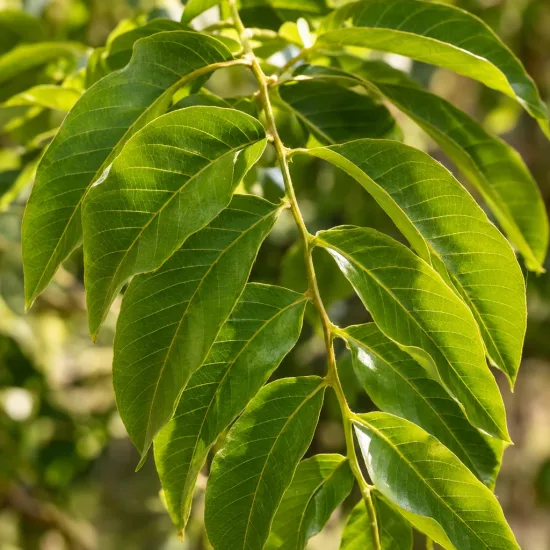 Noyer chandler 'Chandler' (Juglans regia) — gros plan sur feuilles composées vertes · Photo d'illustration