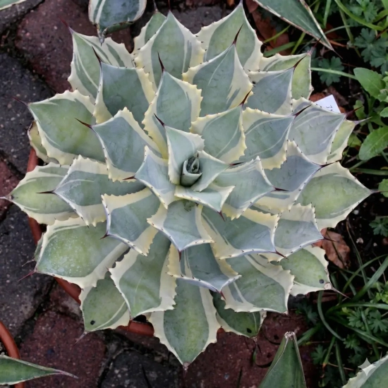Agave  'Bluewinds'