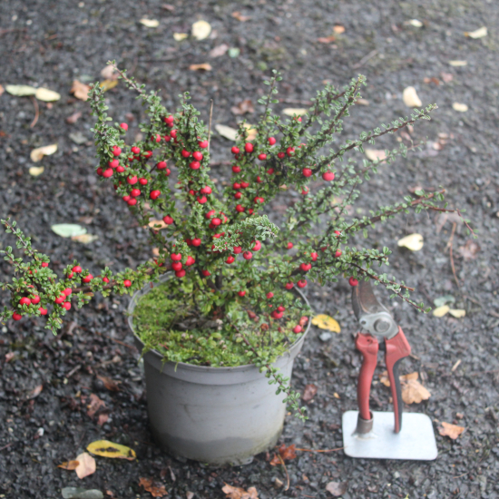 Cotonéaster à petites feuilles