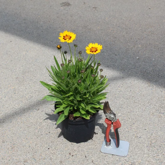 Coréopsis à grandes fleurs 'Sunfire' (Coreopsis grandiflora) — plante fleurie en pot avec sécateur à côté · Pot 2L