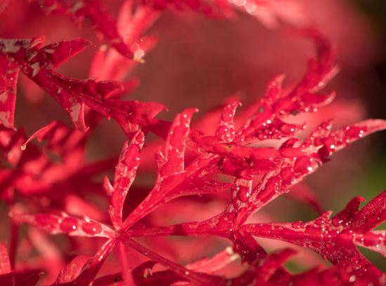 Érable du japon 'Dissectum emerald lace'
