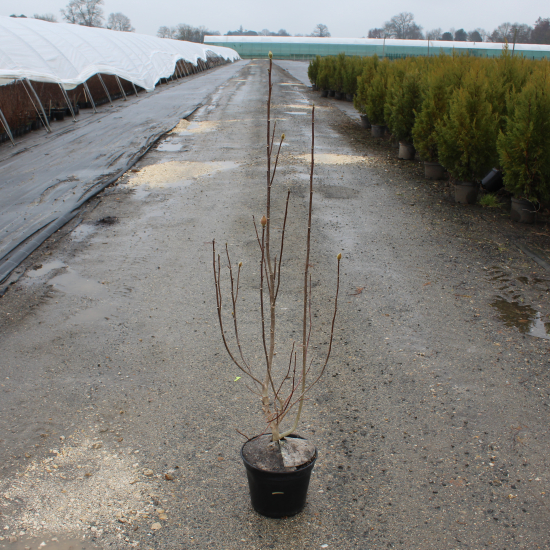Magnolia 'Genie'