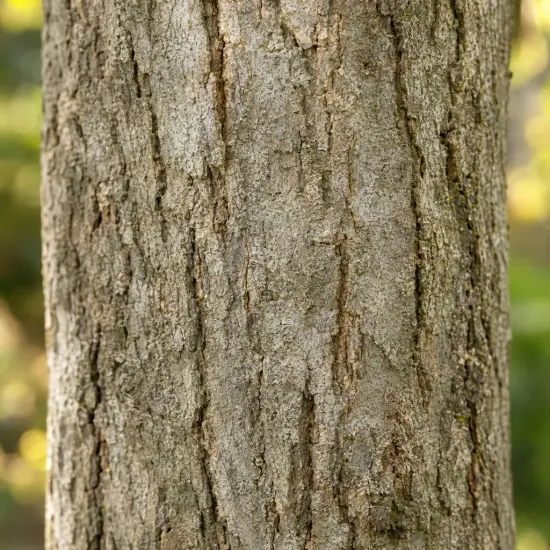 Frêne commun 'Westhof s glorie' (Fraxinus excelsior) — tronc d’arbre avec écorce texturée en gros plan