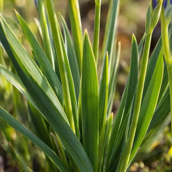 Iris de hollande 'Bleu' (Iris × hollandica) — touffes de longues feuilles vertes lancéolées · Photo d'illustration