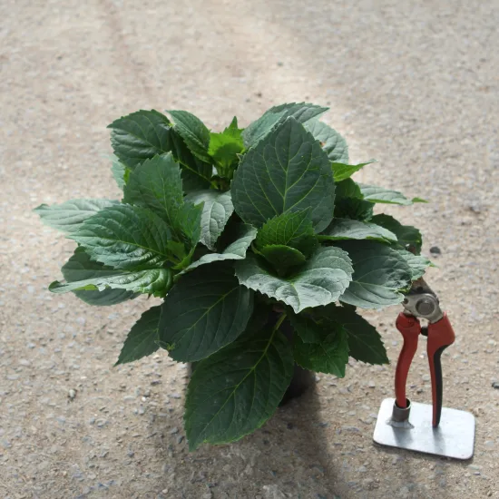 Hortensia 'Soeur therese blanc' — Pot 2L