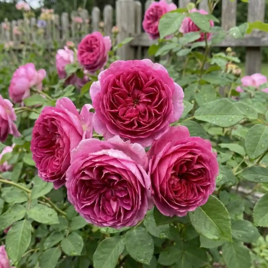 Rosier 'Gabriel oak '