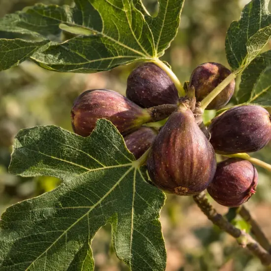 Figuier 'Sucrette' (Ficus carica) — gros plan sur plusieurs figues mûres