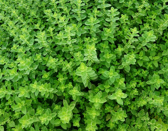 Thymus vulgaris