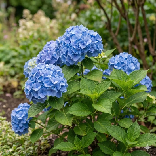Hortensia 'Bleu'