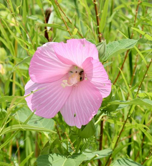 Hibiscus des marais 'Rosea'