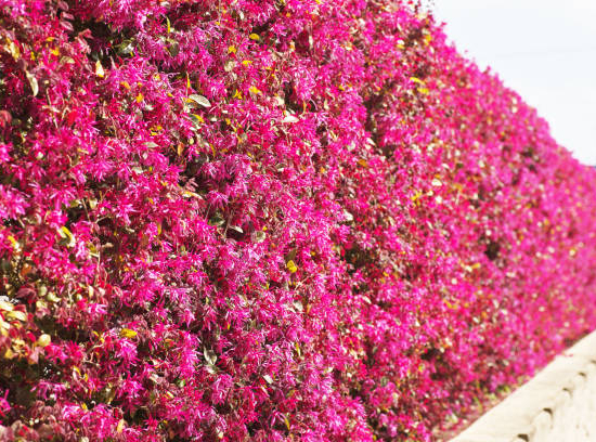 Loropétale de chine 'Plum georgeous'