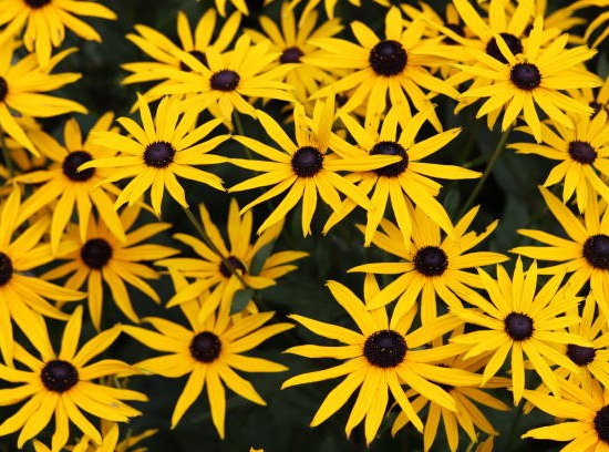 Rudbeckie 'Little goldstar'