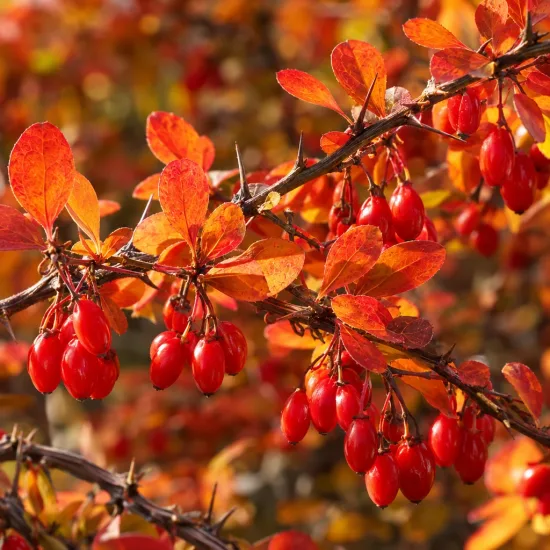 Épine-vinette de thunberg 'Torchd'or' (Berberis thunbergii) — grappes de baies rouges sur rameaux épineux · Photo d'illustration