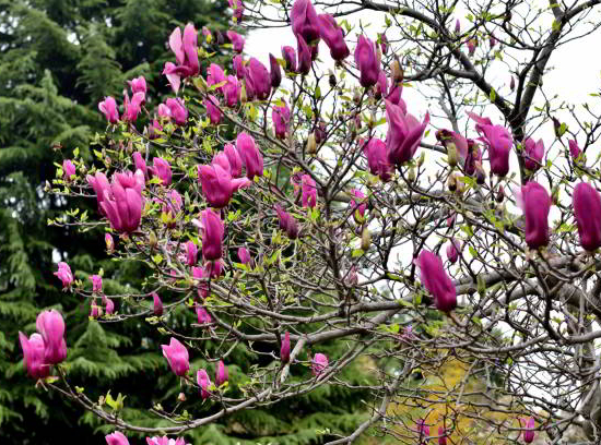 Magnolia 'Nigra'
