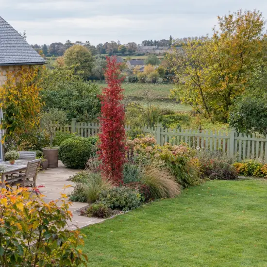 Érable du japon 'Twombly's red sentinel' (Acer palmatum) — arbuste élancé au feuillage rouge dans massif de jardin