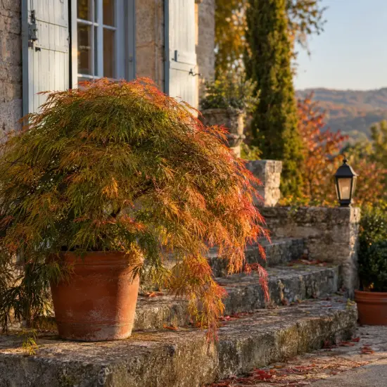 Érable du japon 'Diss. emerald lace' (Acer palmatum) — arbuste au feuillage fin en pot terracotta devant maison