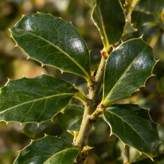 Houx commun à fruit jaune 'Bacciflava' (Ilex aquifolium) — gros plan de feuilles vertes luisantes et épineuses · Photo d'illustration