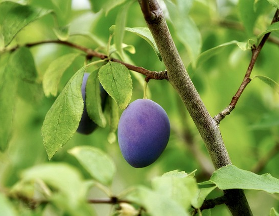Prunier monstruosa de inglate